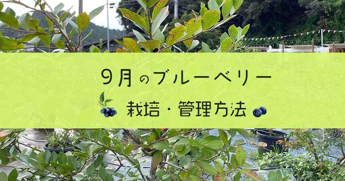 ブルーベリーの育て方 9月の栽培と管理方法 ブルーベリーのある生活